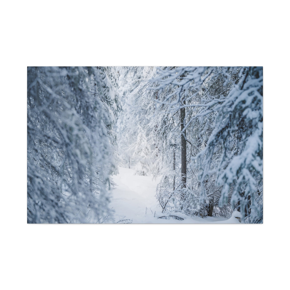 Winter Forest in Alaska Canvas Wall Art | Snowy Landscape Photography