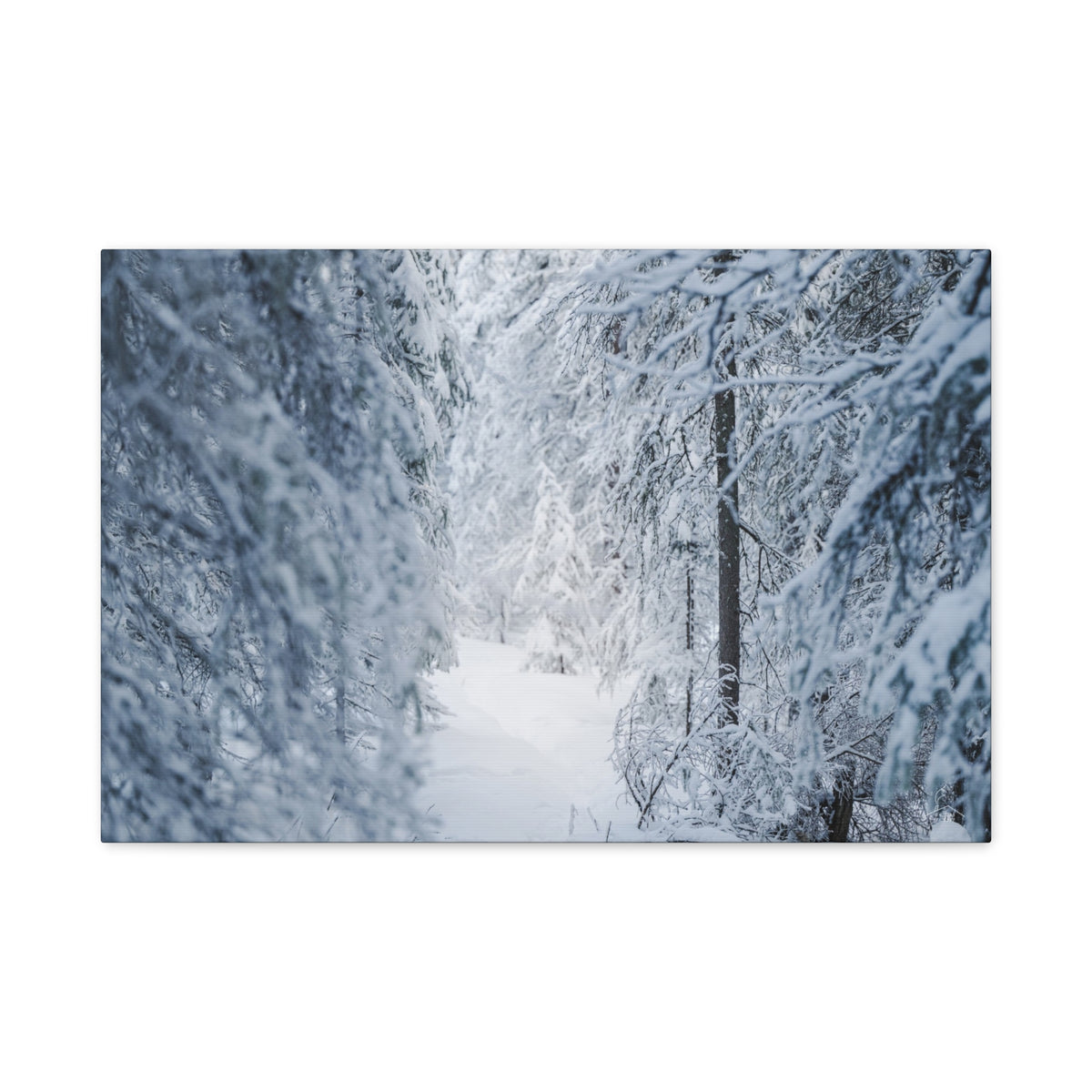 Winter Forest in Alaska Canvas Wall Art | Snowy Landscape Photography