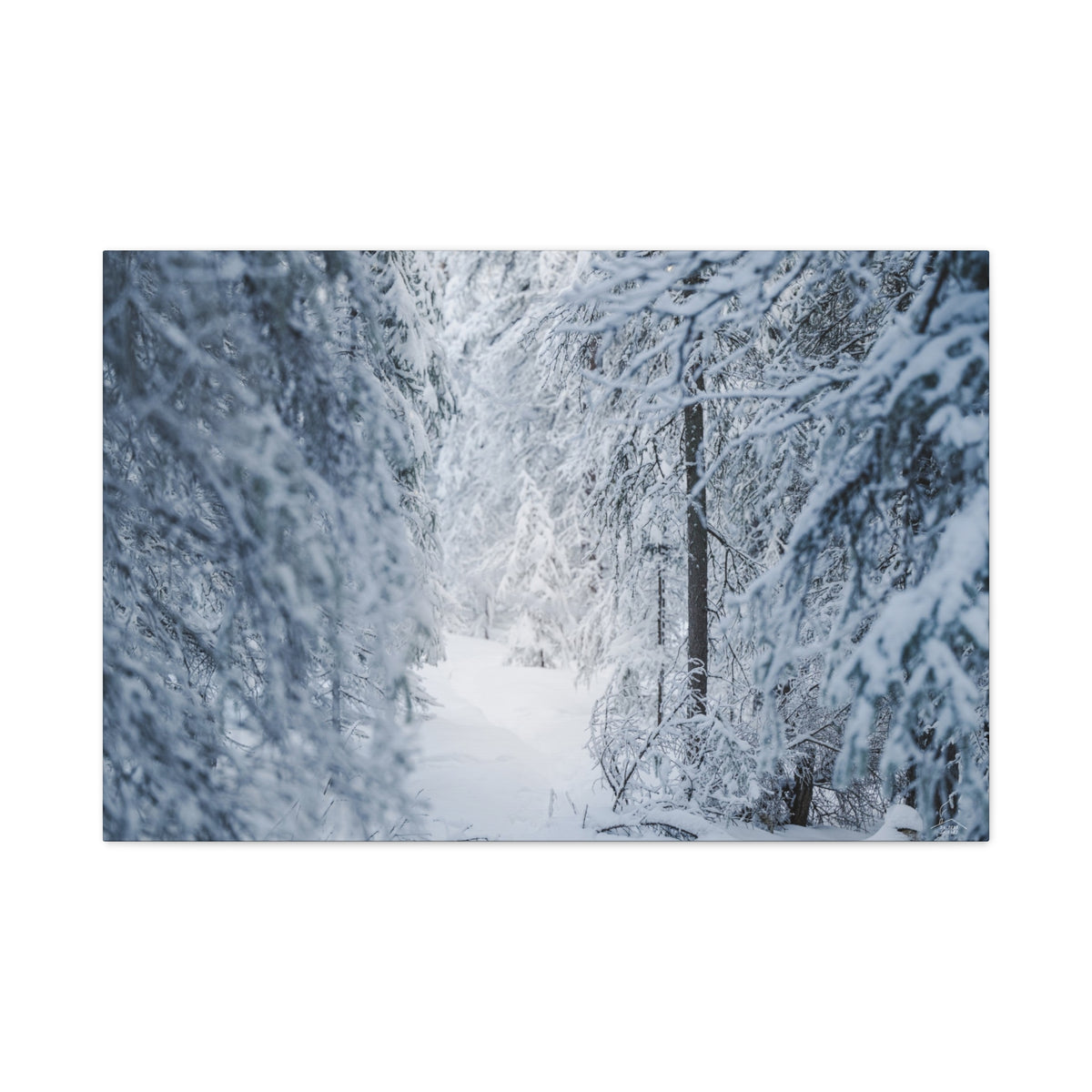 Winter Forest in Alaska Canvas Wall Art | Snowy Landscape Photography