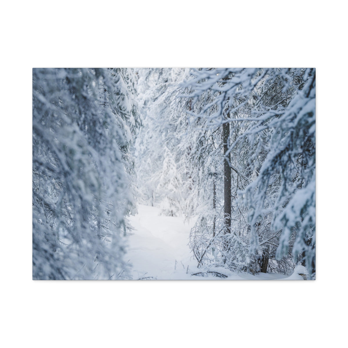 Winter Forest in Alaska Canvas Wall Art | Snowy Landscape Photography