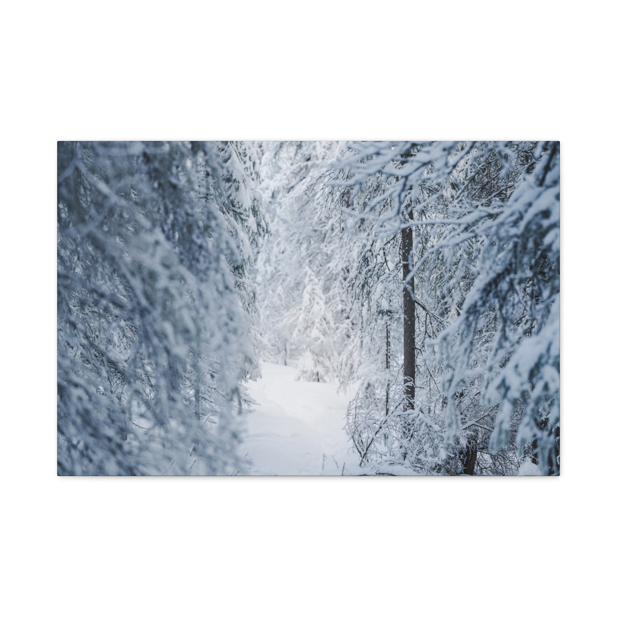 Winter Forest in Alaska Canvas Wall Art | Snowy Landscape Photography