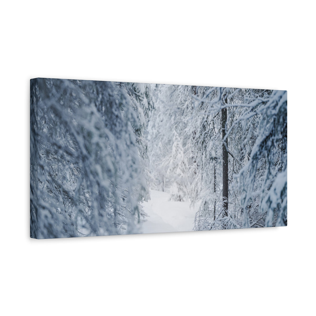 Winter Forest in Alaska Canvas Wall Art | Snowy Landscape Photography
