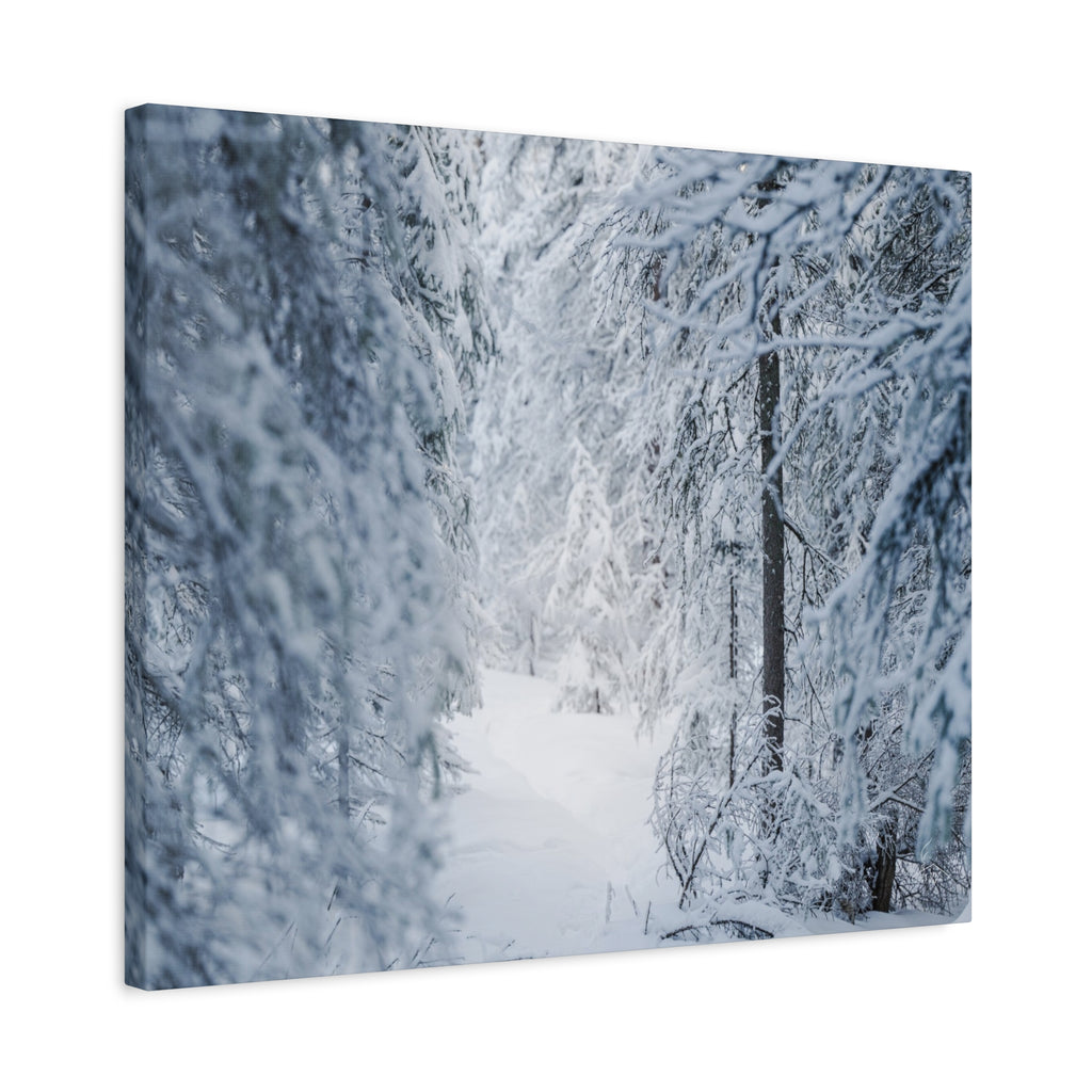 Winter Forest in Alaska Canvas Wall Art | Snowy Landscape Photography