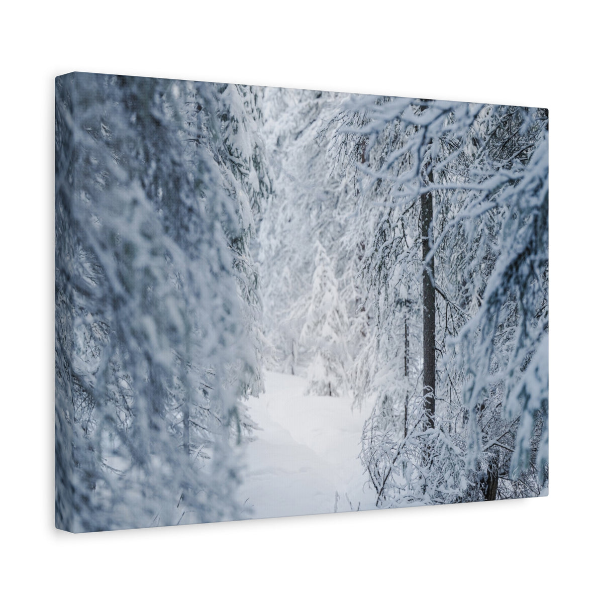 Winter Forest in Alaska Canvas Wall Art | Snowy Landscape Photography