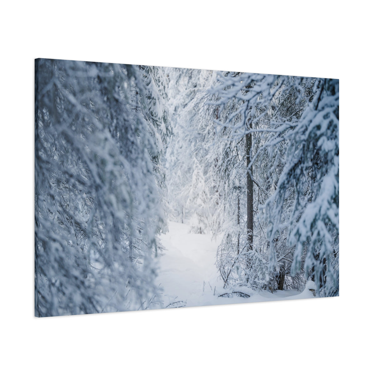 Winter Forest in Alaska Canvas Wall Art | Snowy Landscape Photography