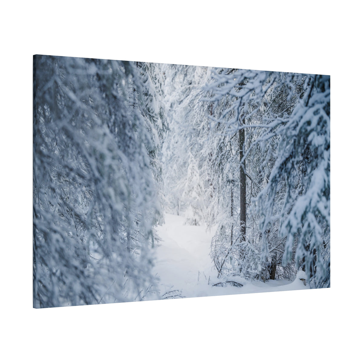 Winter Forest in Alaska Canvas Wall Art | Snowy Landscape Photography