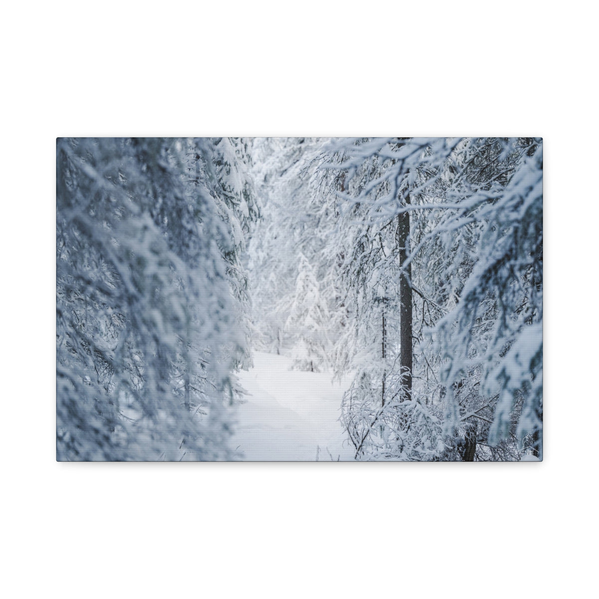 Winter Forest in Alaska Canvas Wall Art | Snowy Landscape Photography