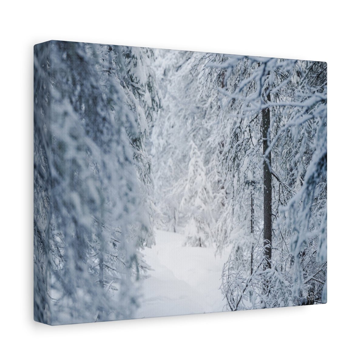 Winter Forest in Alaska Canvas Wall Art | Snowy Landscape Photography