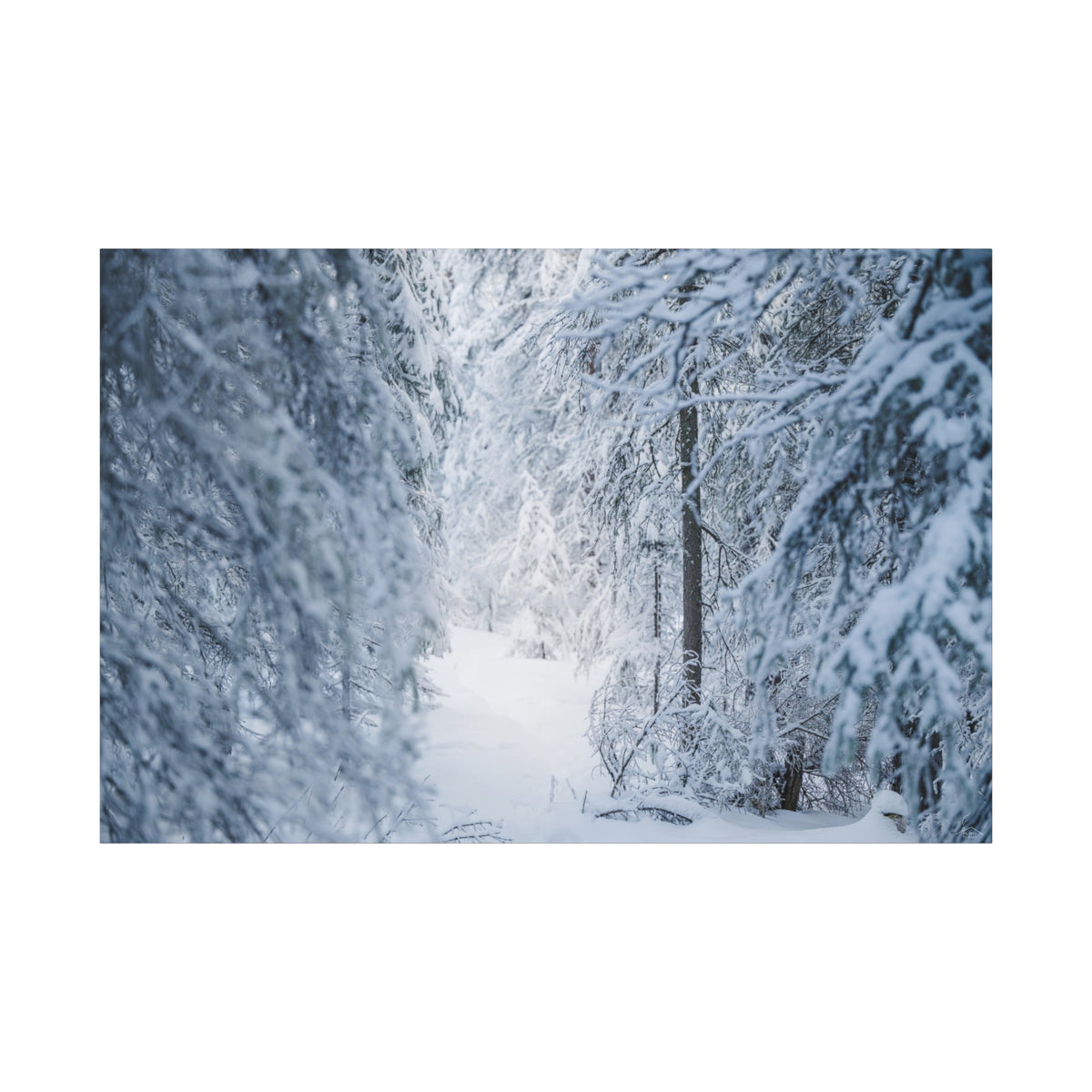 Winter Forest in Alaska Canvas Wall Art | Snowy Landscape Photography