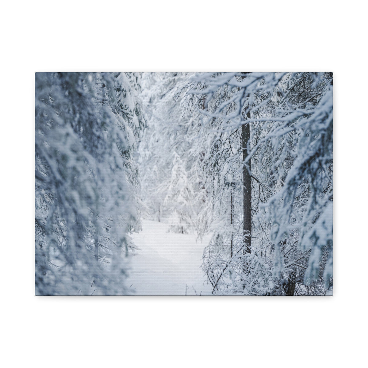 Winter Forest in Alaska Canvas Wall Art | Snowy Landscape Photography