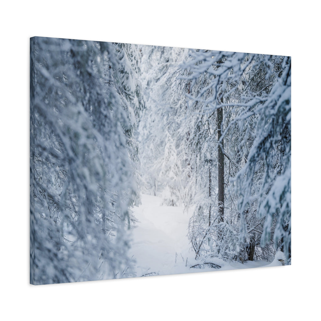 Winter Forest in Alaska Canvas Wall Art | Snowy Landscape Photography