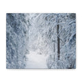 Winter Forest in Alaska Canvas Wall Art | Snowy Landscape Photography