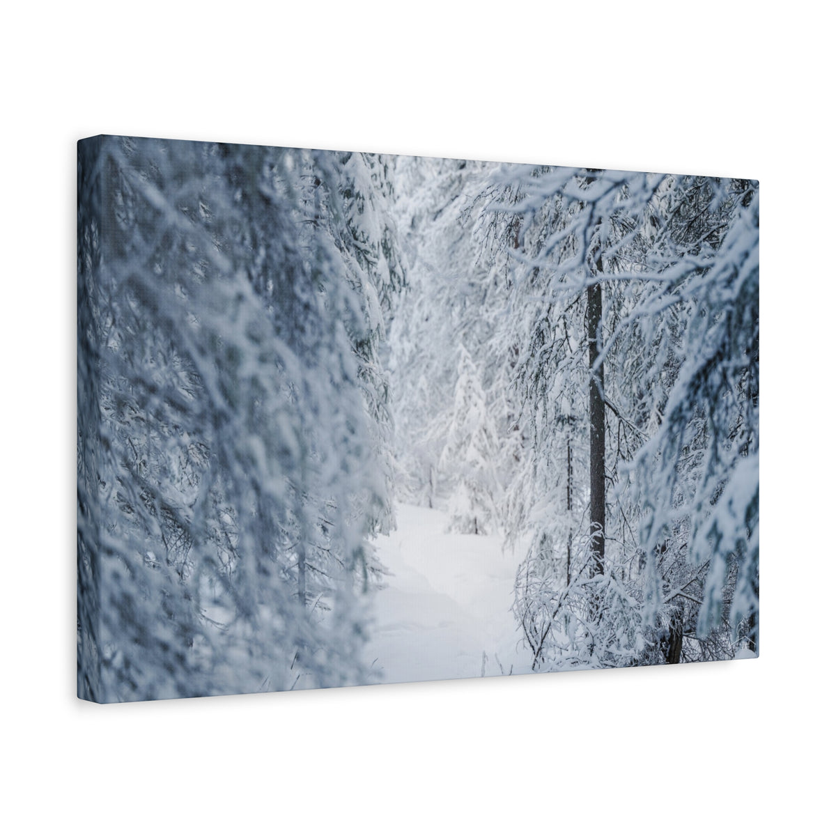 Winter Forest in Alaska Canvas Wall Art | Snowy Landscape Photography