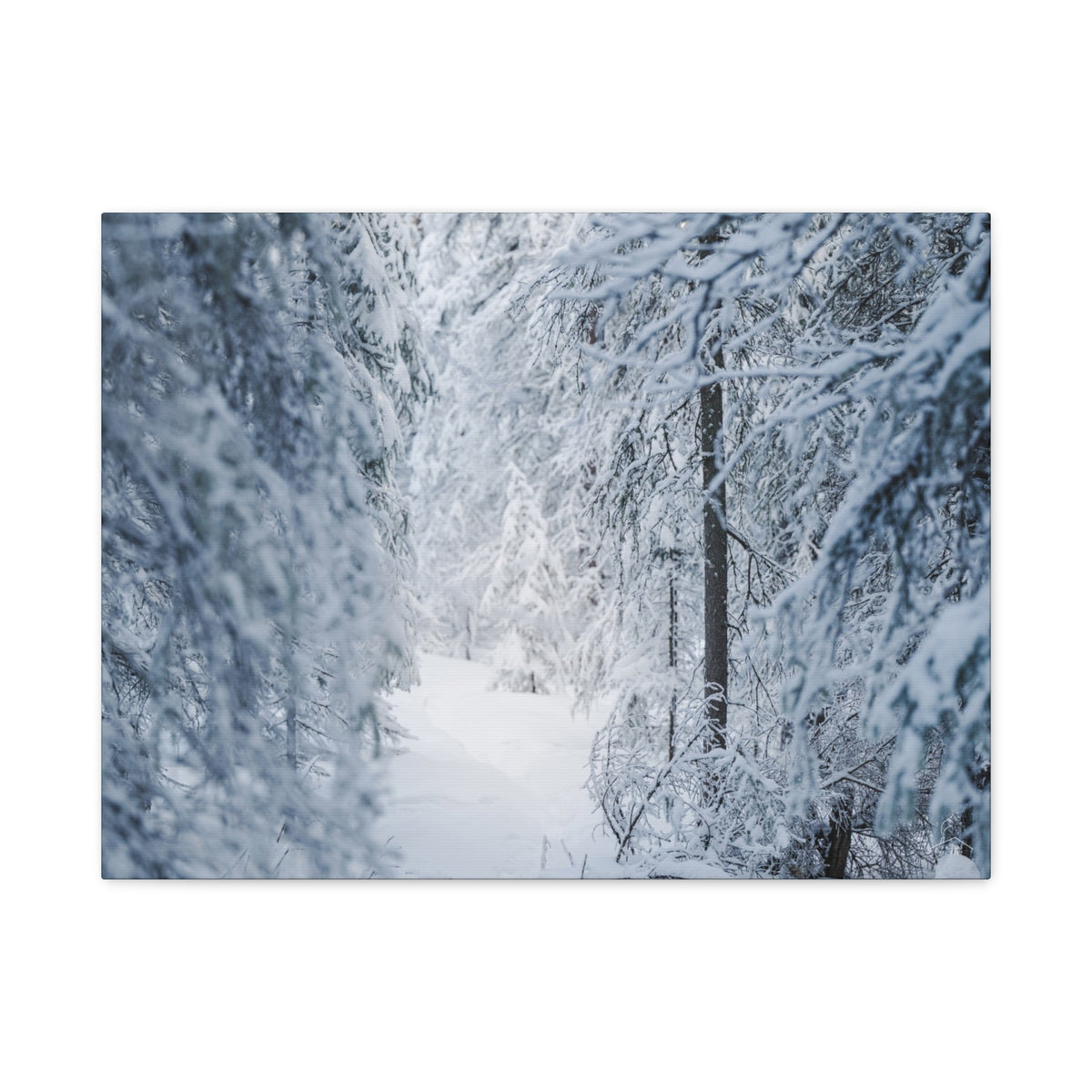 Winter Forest in Alaska Canvas Wall Art | Snowy Landscape Photography