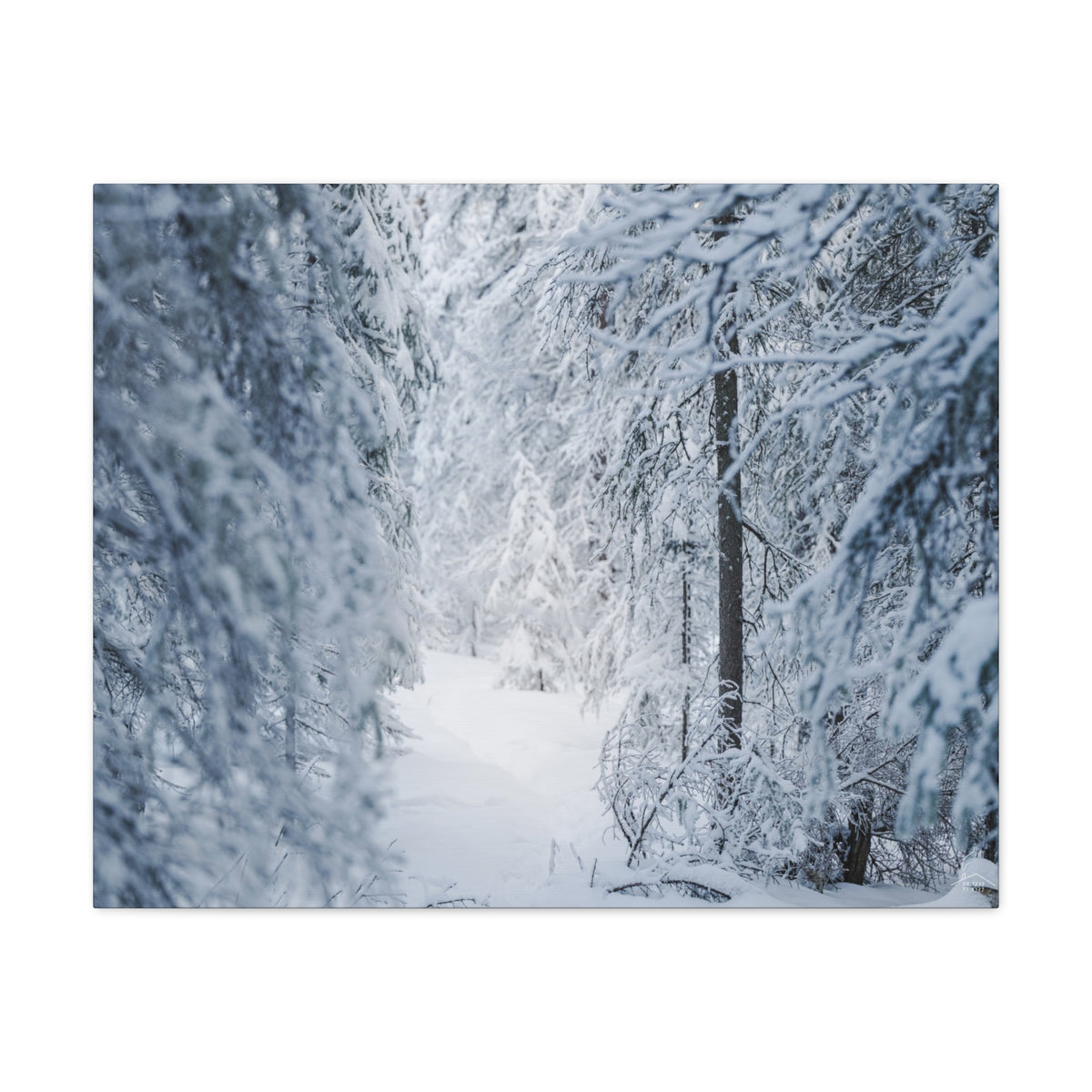 Winter Forest in Alaska Canvas Wall Art | Snowy Landscape Photography