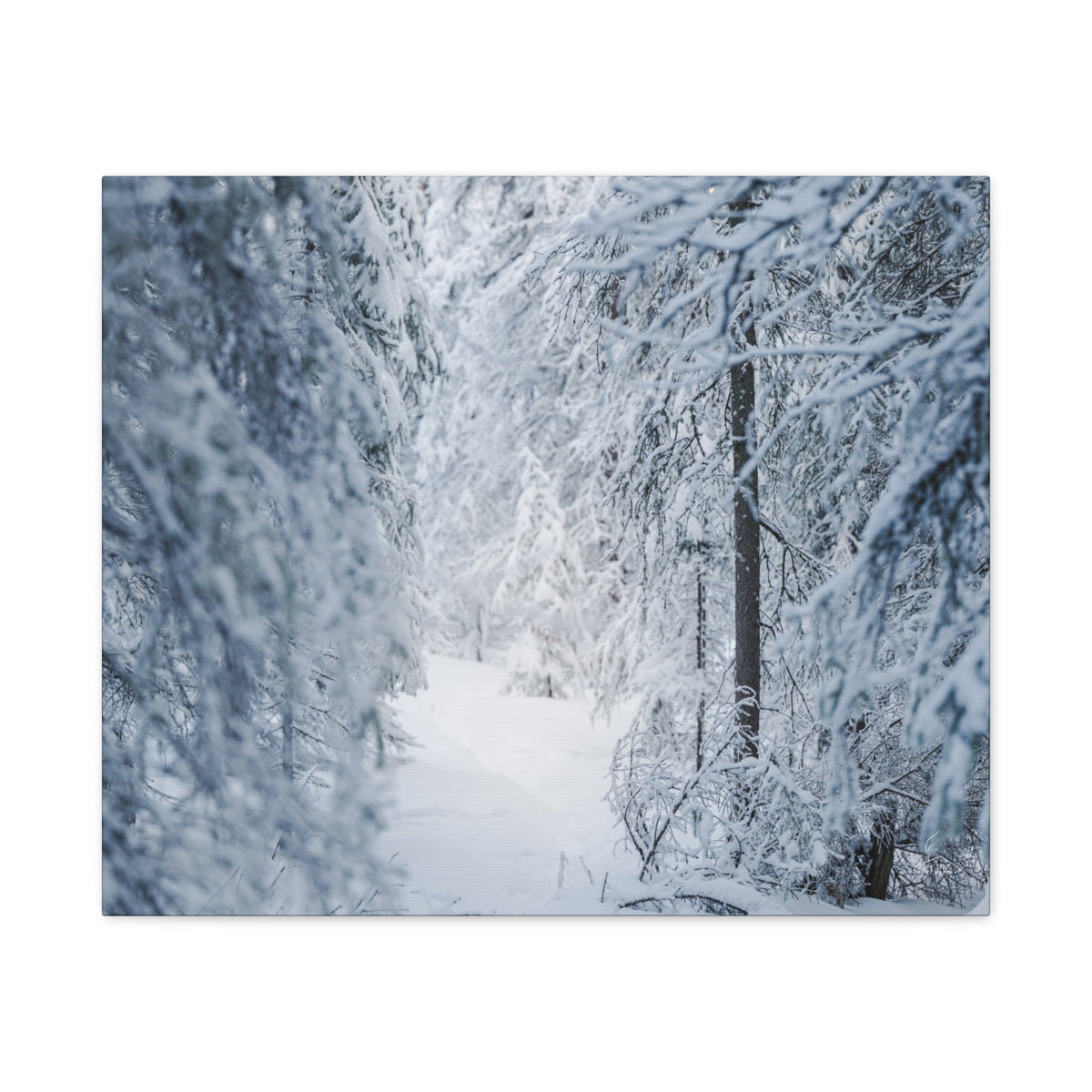 Winter Forest in Alaska Canvas Wall Art | Snowy Landscape Photography