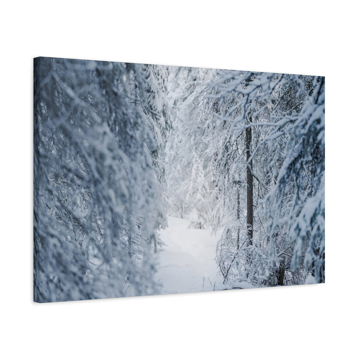 Winter Forest in Alaska Canvas Wall Art | Snowy Landscape Photography