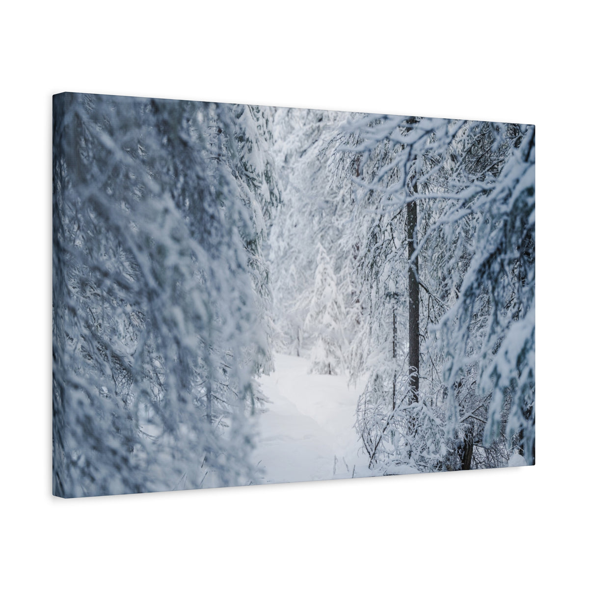 Winter Forest in Alaska Canvas Wall Art | Snowy Landscape Photography