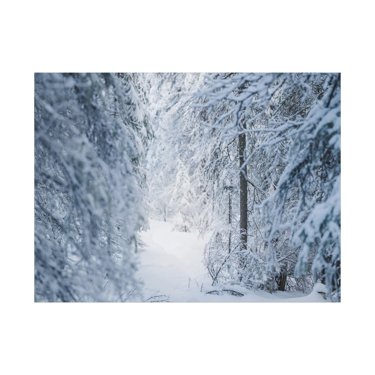 Winter Forest in Alaska Canvas Wall Art | Snowy Landscape Photography